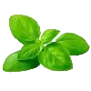 basilic
