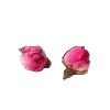Boutons de roses