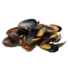 Moules