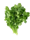 Coriandre verte